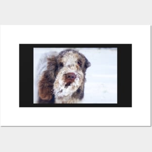 Snow Beard Spinone Posters and Art